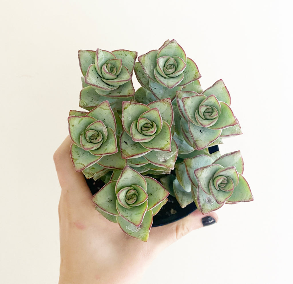 String of Fishhooks (Senecio radicans) – The Plant Lady SF