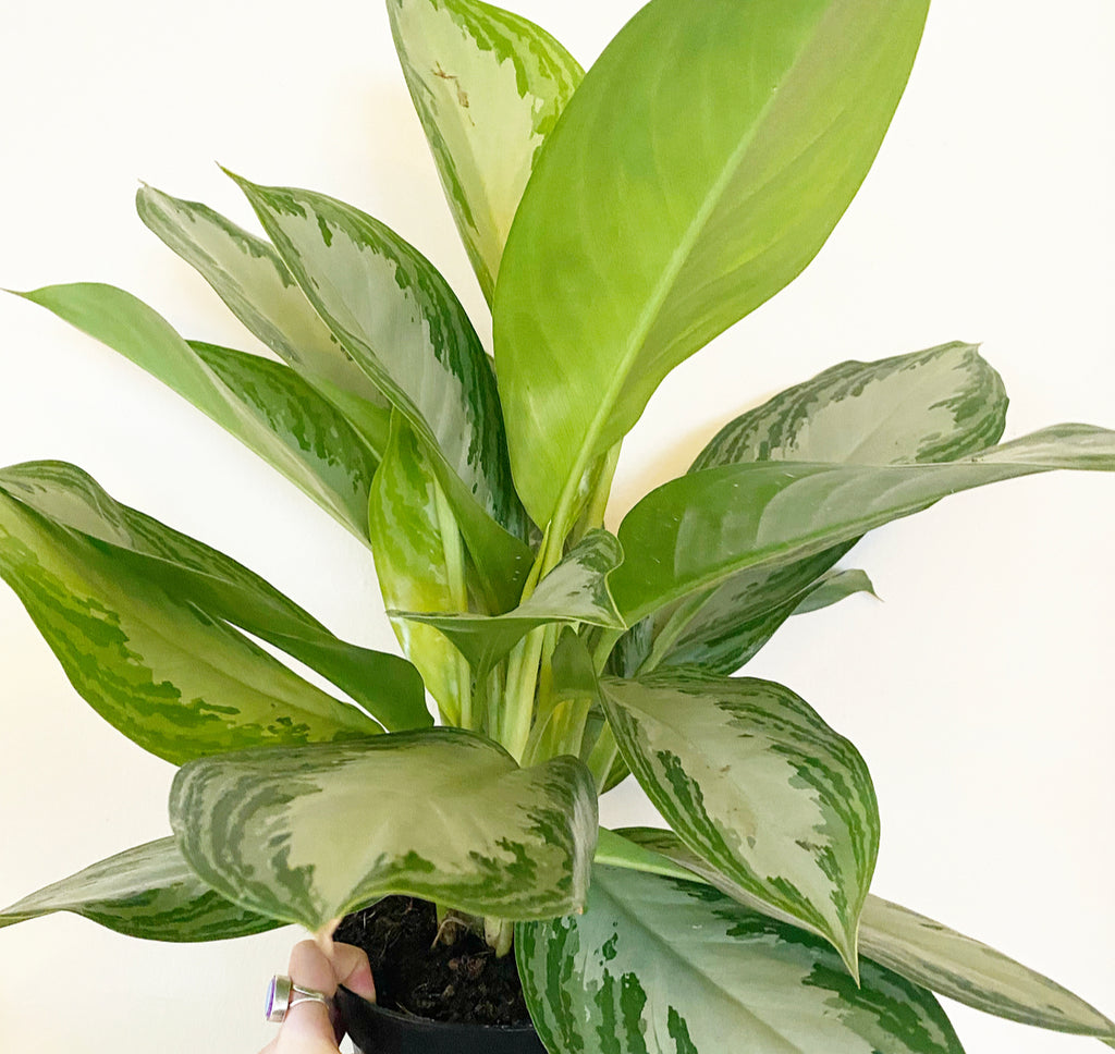 POWERS TO FLOWERS - POTHOS NEON COLOR LIFE BLU IN VASO CERAMICA ORO, v12cm, pianta  vera : : Giardino e giardinaggio