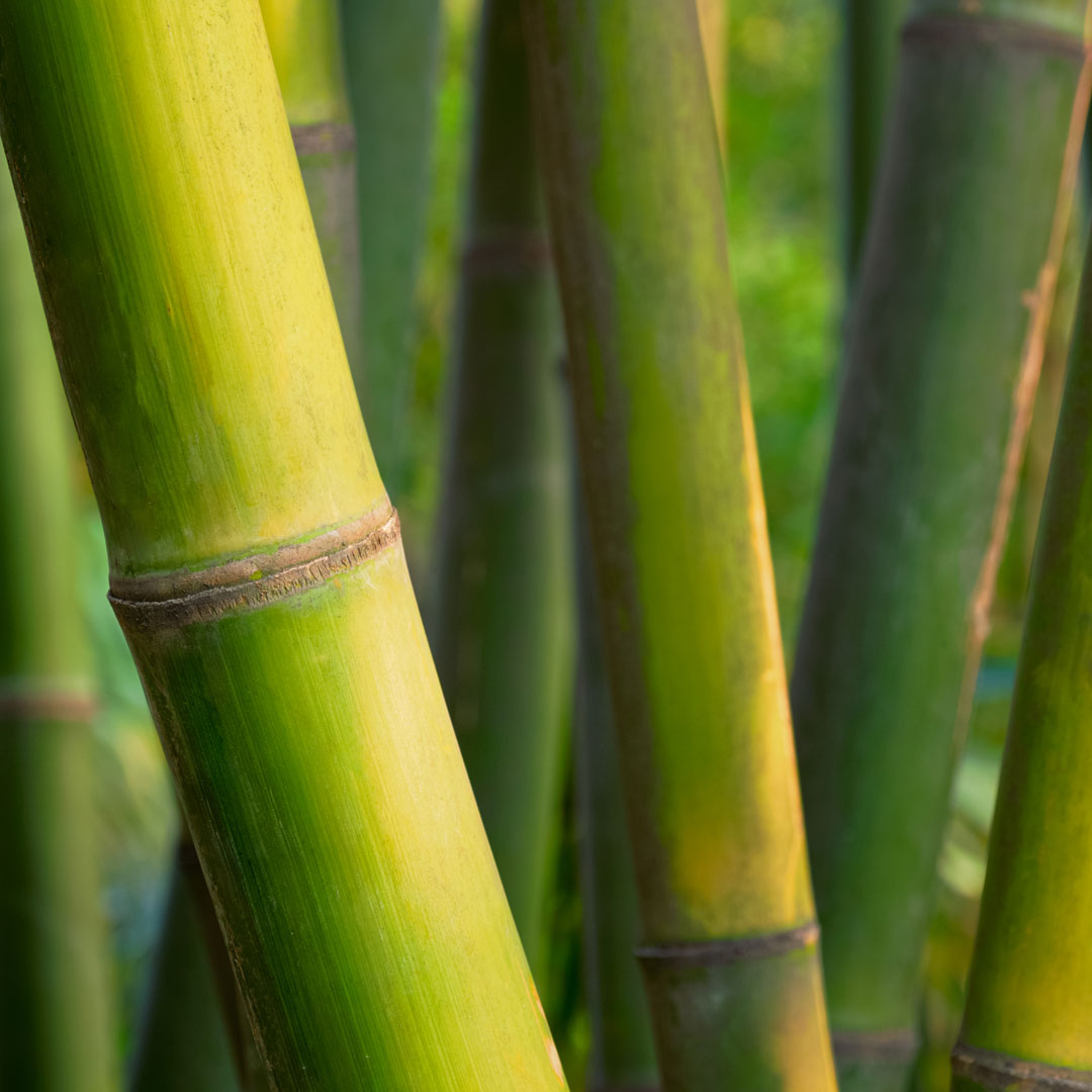 Close up of green bamboo grass