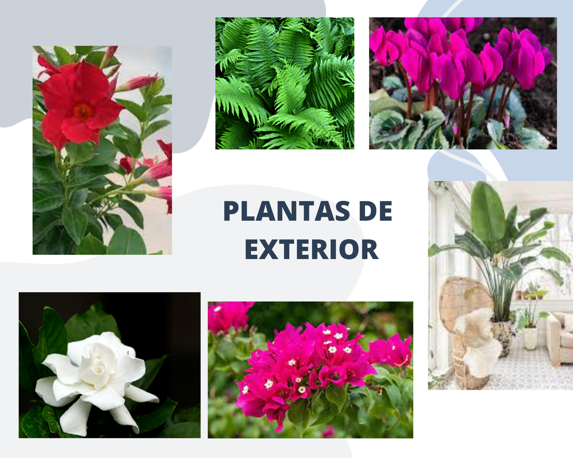 PLANTAS EXTERIOR – Jardineria La Gardenia