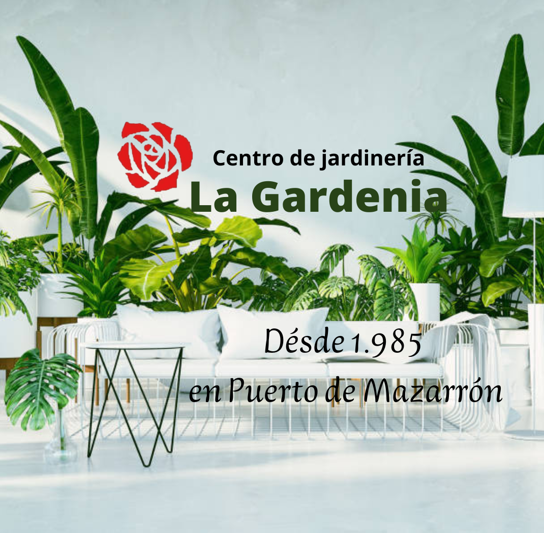 Plantas online, plantas para decoracion y regalos – Jardineria La Gardenia