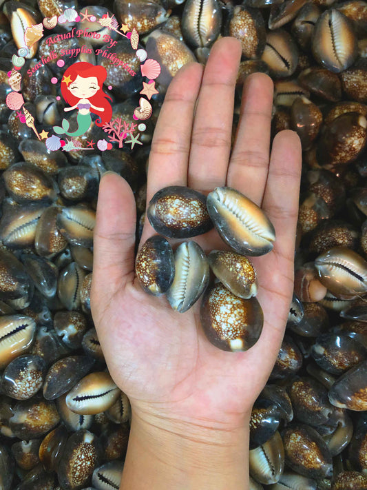 Set of 100 Select Purple Top Money Cowrie Shells Seashells 1/2-1  Shellcraft Cypraea Moneta Crafts - Not Drilled 