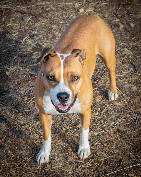 American staffordshire, una de las razas de perros más peligrosas