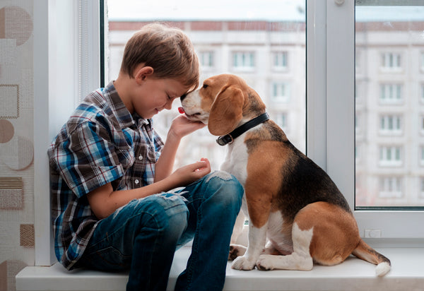 perro beagle en una ventana con un niño de forma muy cariñosa