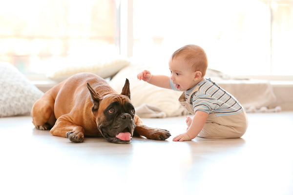 perro boxer con bebe en el suelo