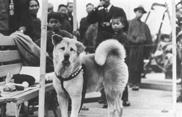 hachiko