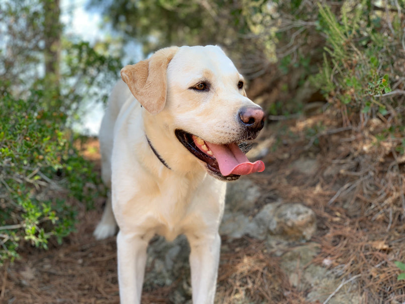 perro labrador en la naturaleza