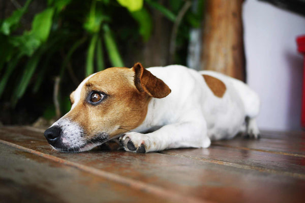 Formas caseras de hacer vomitar a un perro