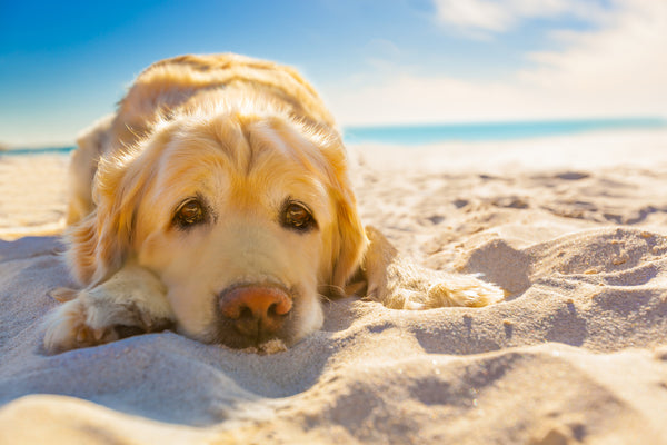 chien au soleil avec chaleur