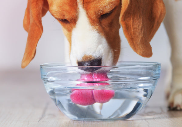 eau potable pour chien
