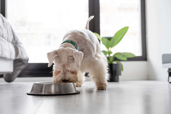 Perro pequeño comiendo comida sana para él