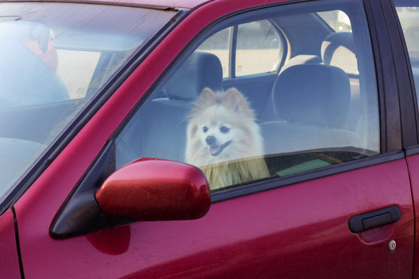 perro dentro del coche peligro