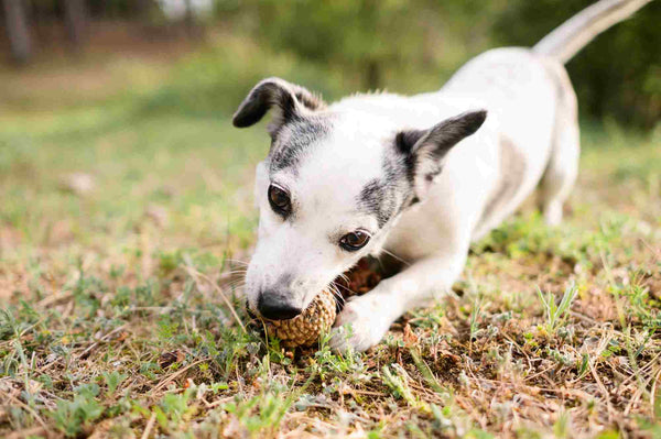 6 razones por las que tu perro come tierra