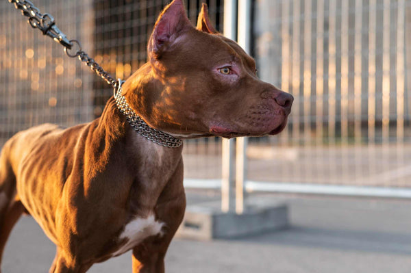 El pitbull es una de las razas de perros consideradas peligrosas