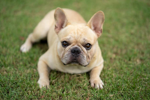 Bouledogue français allongé sur l'herbe