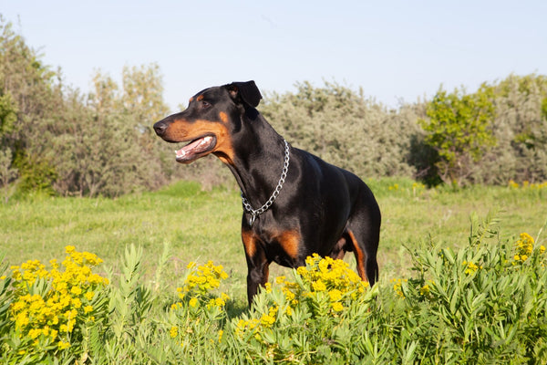 Perro dóberman en un campo de flores