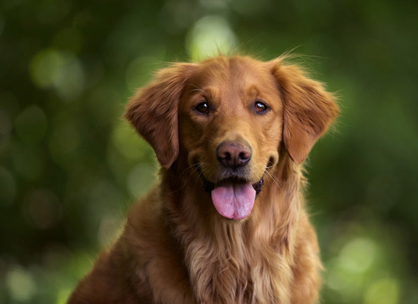 Ejemplar de raza golden retriever