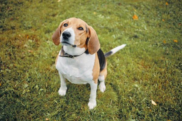 Beagle regardant son propriétaire dans le parc
