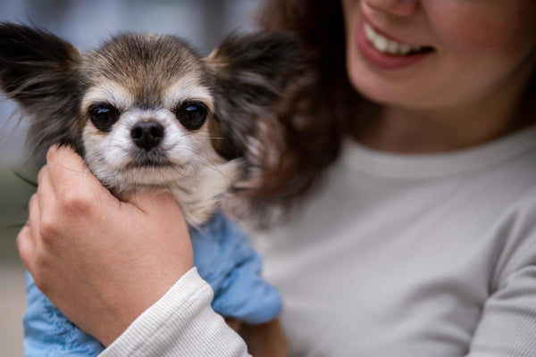 Race de chien Chihuahua dans les bras de son propriétaire