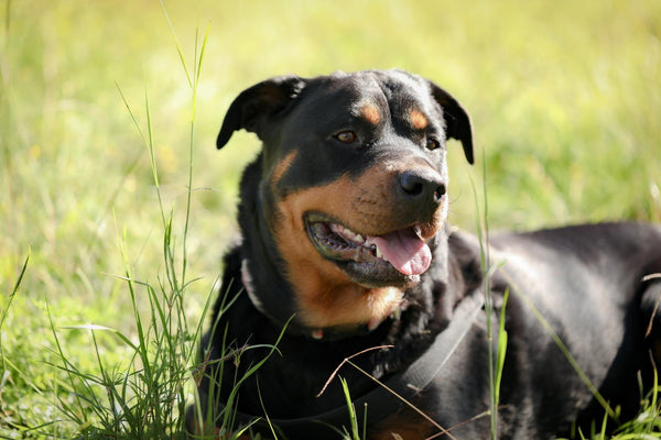 Race Rottweiler allongée sur l'herbe