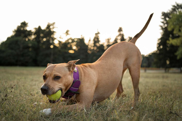 Pitbull jouant avec un ballon