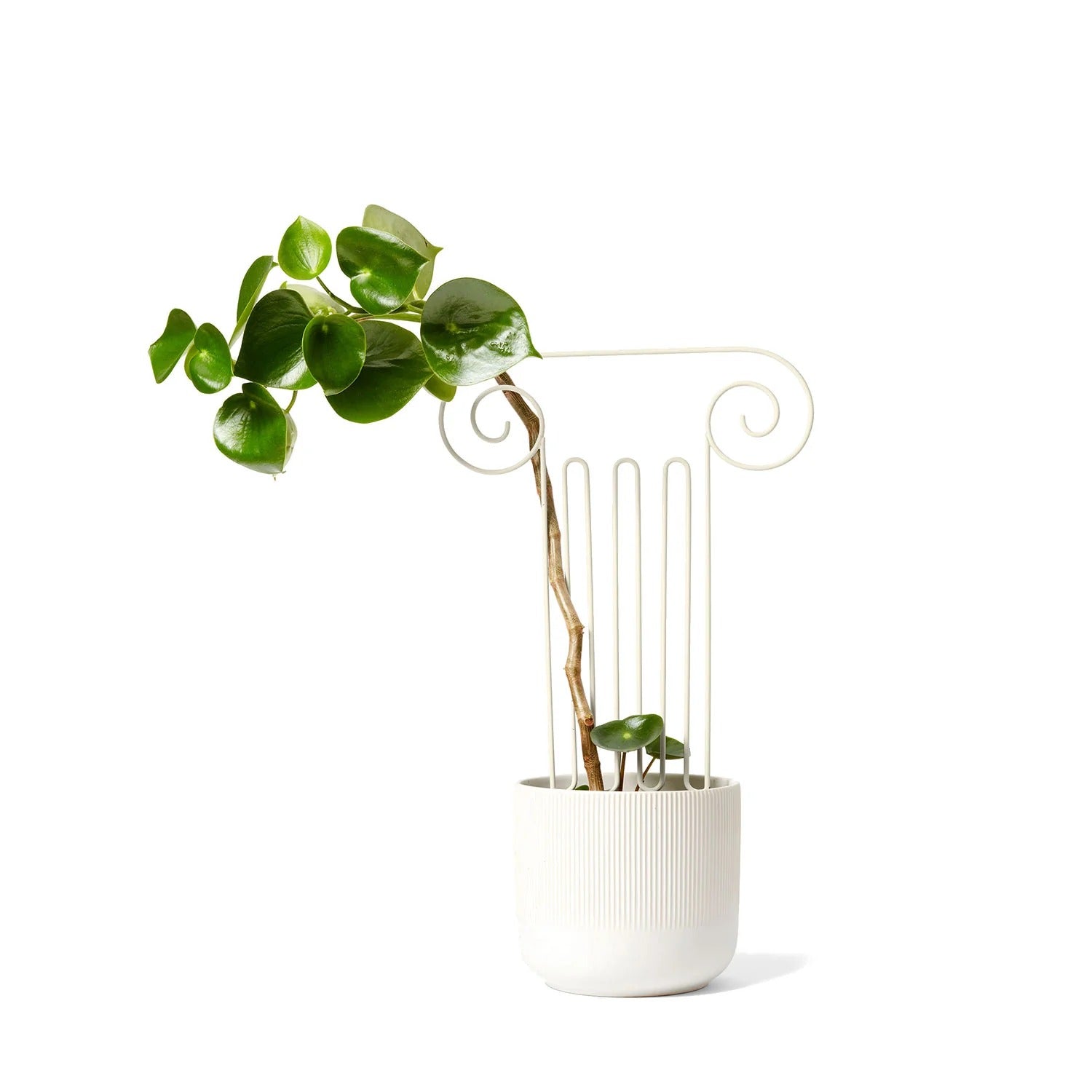 areaware | plant trellis | column