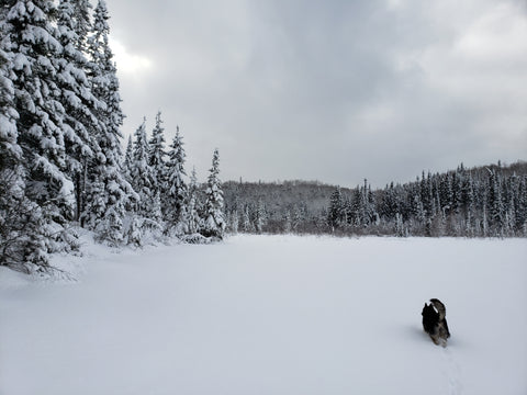 Hazelwood Lake. Lappe, ON