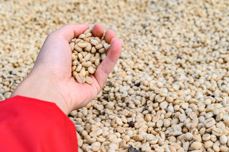 Natural Aufbereitung – Kaffeebohnen trocknen in der Sonne