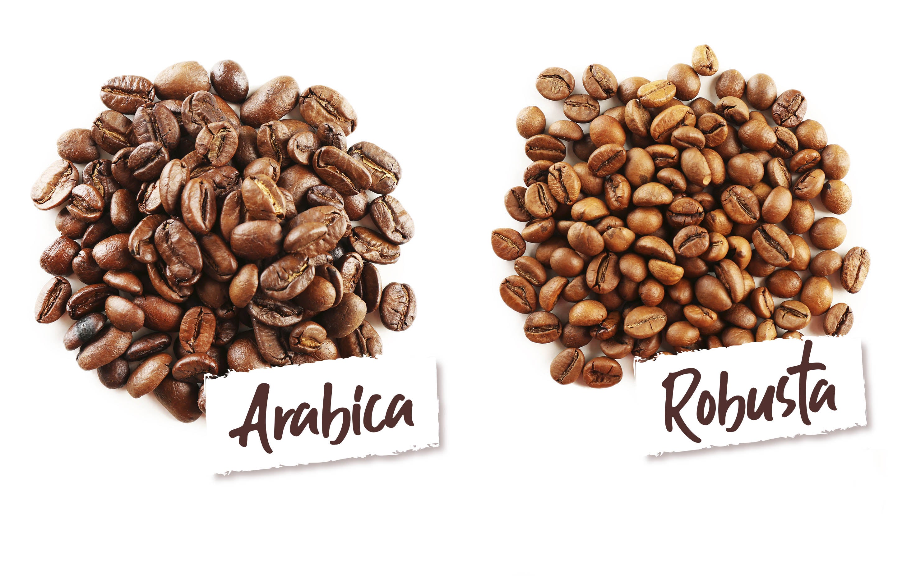 Arabica und Robusta