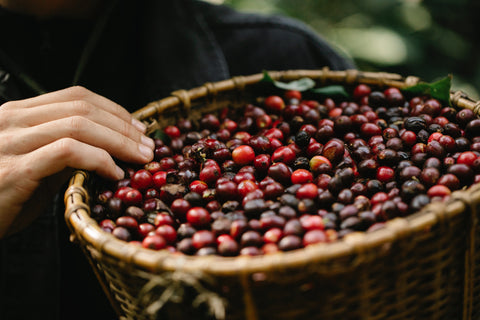 Is Coffee Berry Realy Helpful For The Skin? | Xendurance