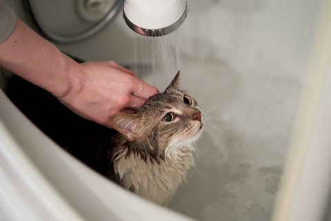 Cat under shower head being allowing human to wash it