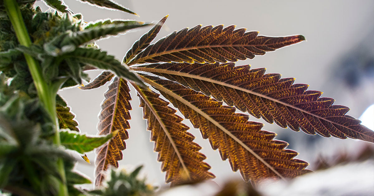 Brown marijuana leaf