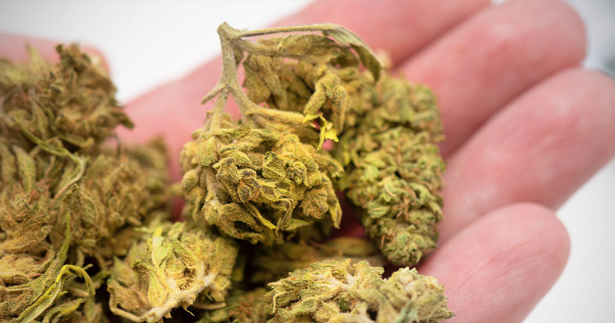 Cannabis buds in hand