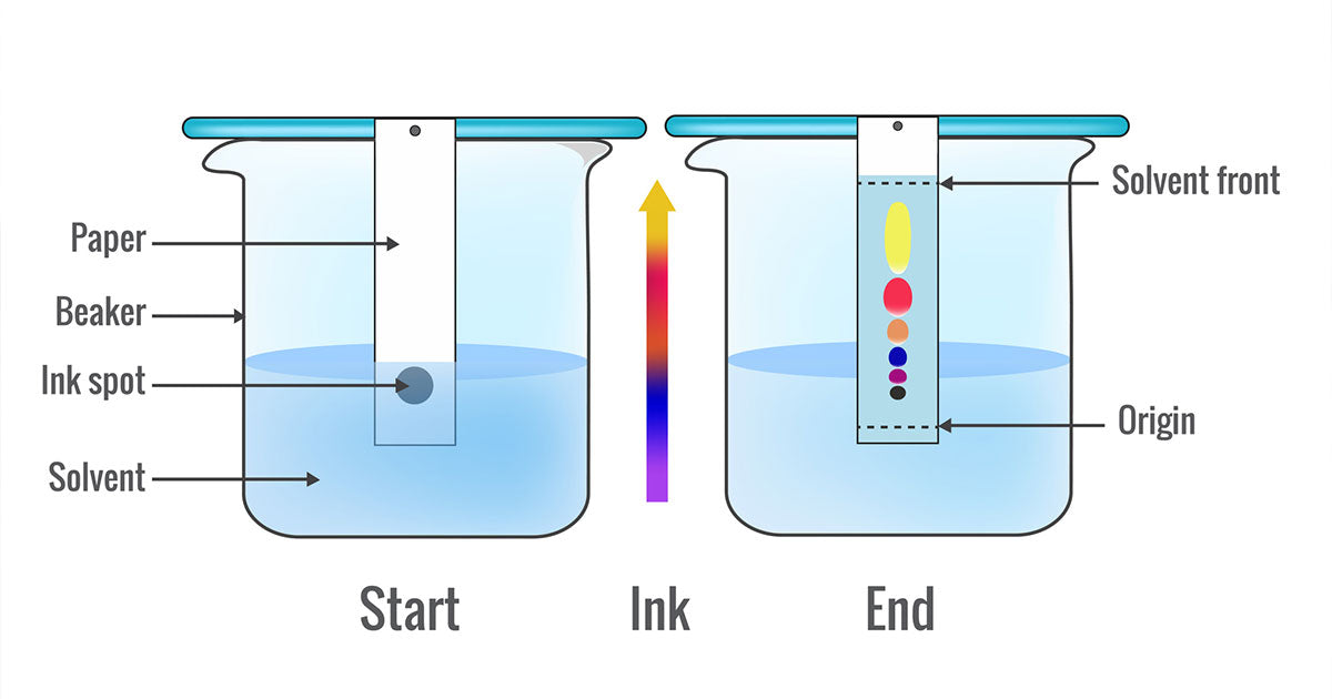 Paper chromatography diagram