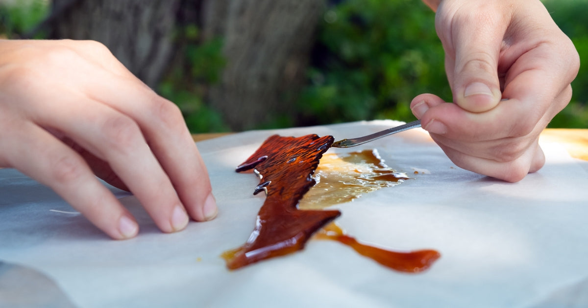 a pair of hands uses a tool to gently lif a thin piece of dark thc concentrate from the surface of a table