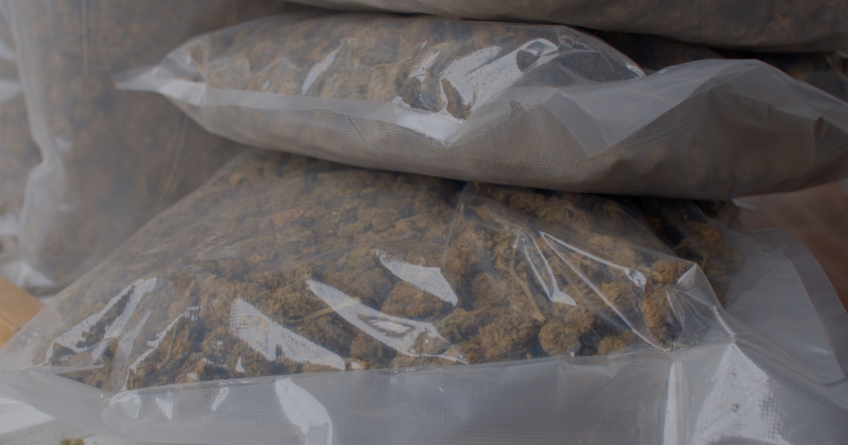 bags of dried cannabis