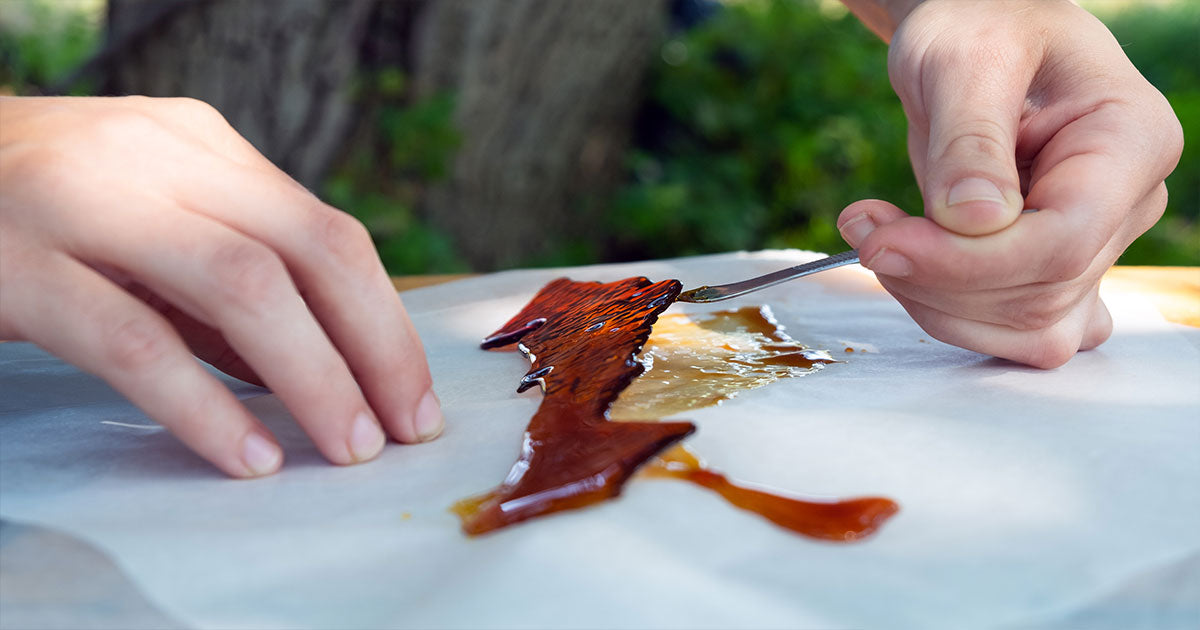 Man picking up amber cannabis shatter
