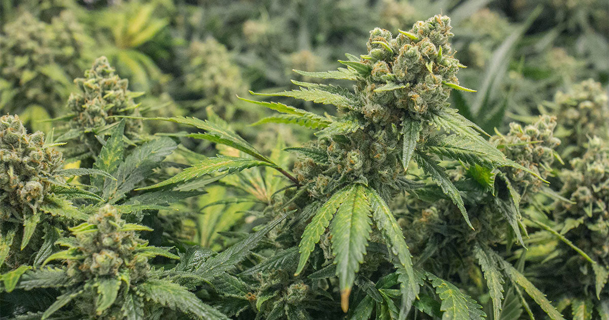 Marijuana leaves growing