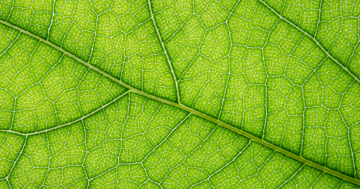 Zoom in of plants leaf veins