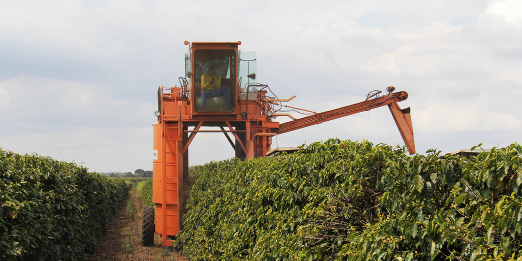 Récolte industrielle du café dans le Minas Gerais