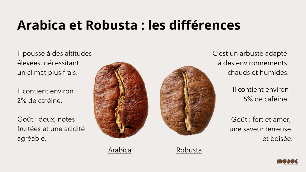 Les différences entre Arabica et Robusta