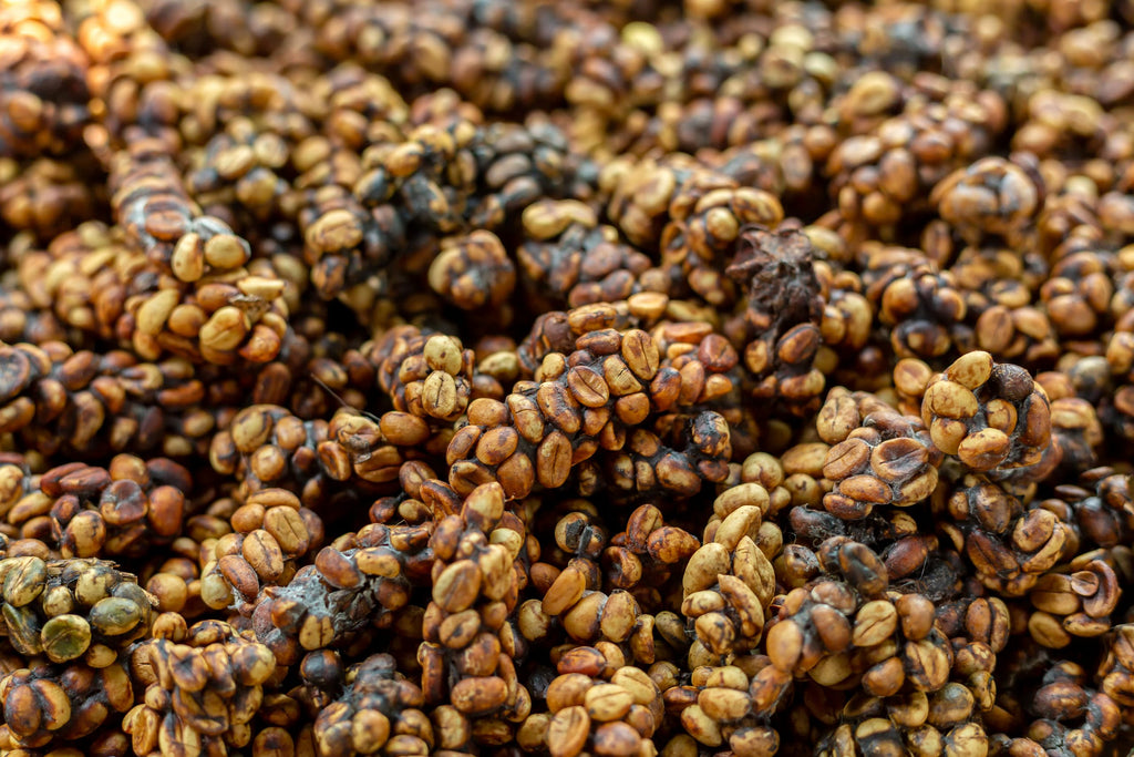 Digestion des grains de café par le luwak en Asie