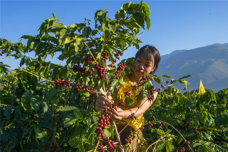 Récolte du café dans la région de Yunnan