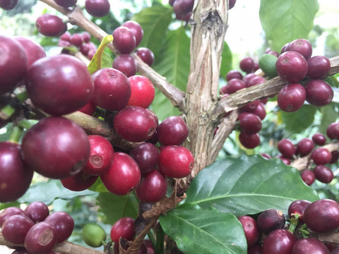 Cerises de café prêtes à être récoltées. Variété Typica. Veracruz - Mexique