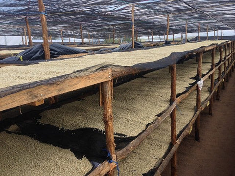 Séchoir artisanal, aussi appelé lit africain, sur lequel le café sèche doucement au contact de l'air et du soleil.