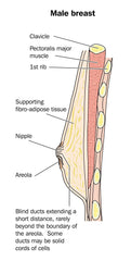 Male Nipple Anatomy