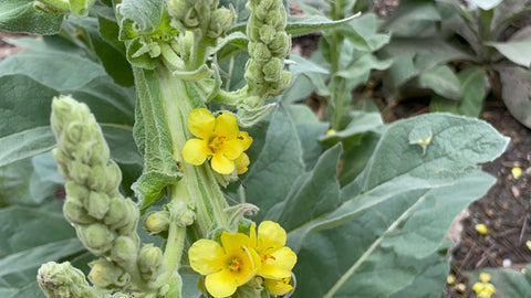 Wild Great Mullein