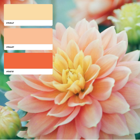2024 Pantone color of year, peach fuzz, can be found in nature. This earthy color combination will bring joyful vibes to your color design.
