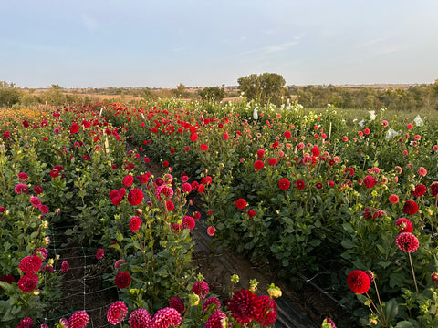 A field of dahlias in bloom