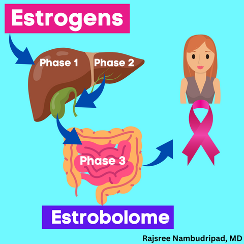 the estrobolome